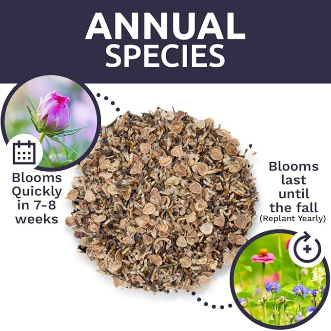 Bulk Wildflower Seeds Annual Quick Blooming Mix - 1/4 Pound Bag - Over 30,000 Open Pollinated Seeds