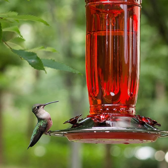 Kingsyard Glass Hummingbird Feeder for Outdoors Wild Bird Feeder with 6 Feeding Ports Hanging for Garden Yard, Red (Ant Moat Included)