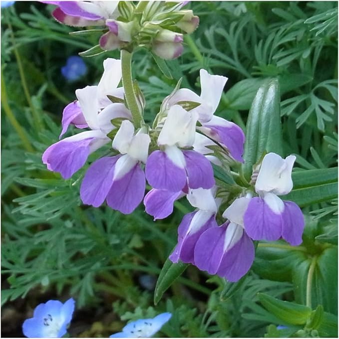 Seed Needs, Chinese Houses Seeds - 1,000 Heirloom Seeds for Planting Collinsia heterophylla - Open Pollinated Wildflowers for Growing a Butterfly Garden (1 Pack)