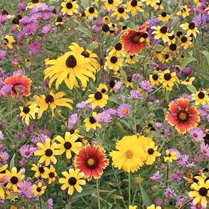 Dirt Goddess Super Seeds~ Northeast Wildflower Seed Mix (1/2 Lb)