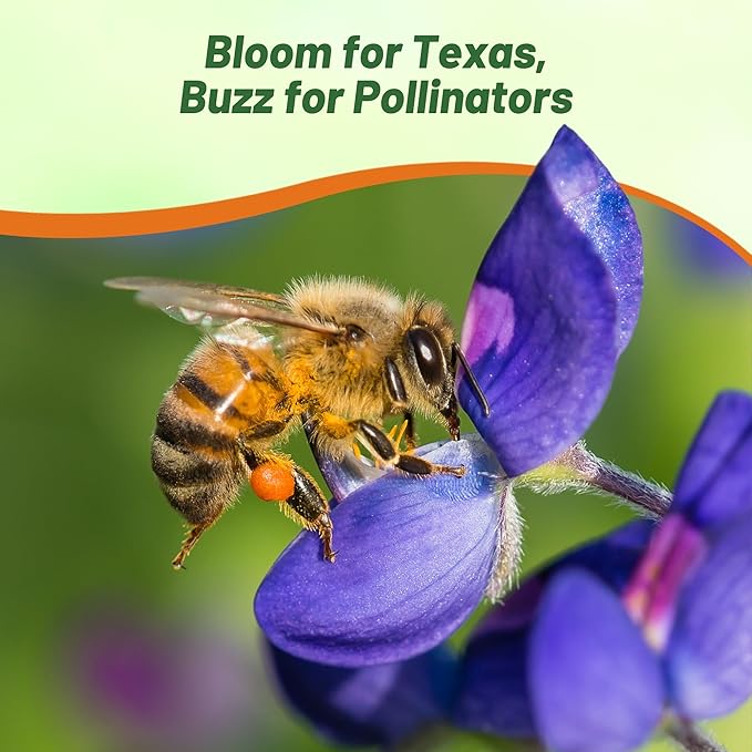 Outsidepride Texas Bluebonnet Seeds - 1/4 lb. Annual Lupinus Texensis, Heirloom Quality, Drought-Tolerant Wildflower Seeds w/Blue Blooms for Vibrant Spring Displays, Landscape, & Attracts Pollinators