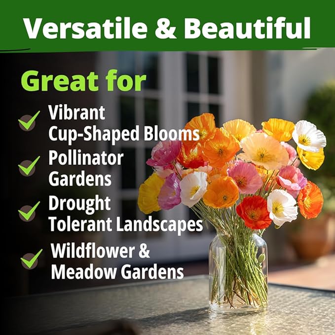 HOME GROWN California Poppy Mission Bells 2200 Seeds (2g) – Flower Seeds for Planting Outdoors, Vibrant Spring & Summer Blooms, Drought Tolerant Annual for Sunny Gardens (Eschscholzia californica)