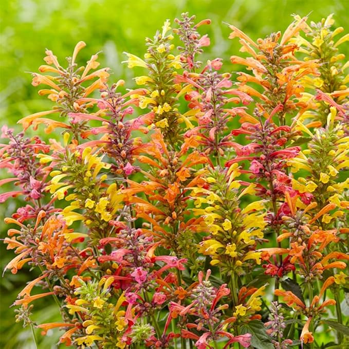 50+ Perennial Arizona Sandstone Hummingbird Mint Flower Seeds for Planting Outdoor- Rare Agastache Seeds Garden Home Plant Non-GMO