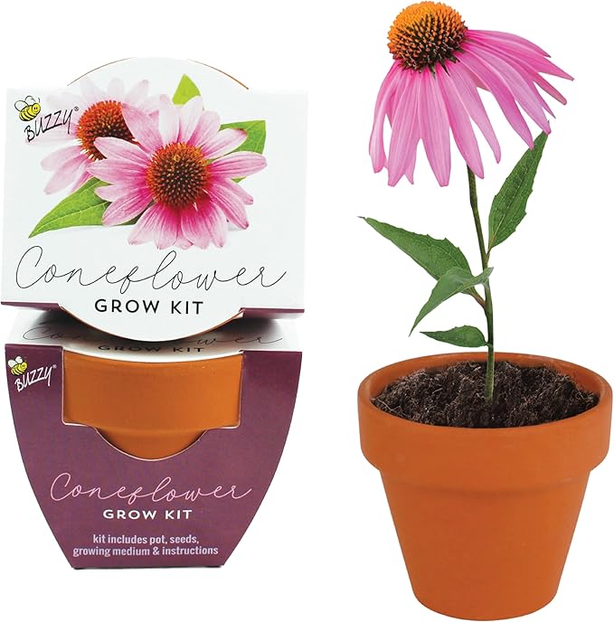 BUZZY Seeds Coneflower Mini Grow Pots 12-Pack – Terracotta Flower Starter Kit, DIY Gardening Project, Indoor-Outdoor Plant Gift