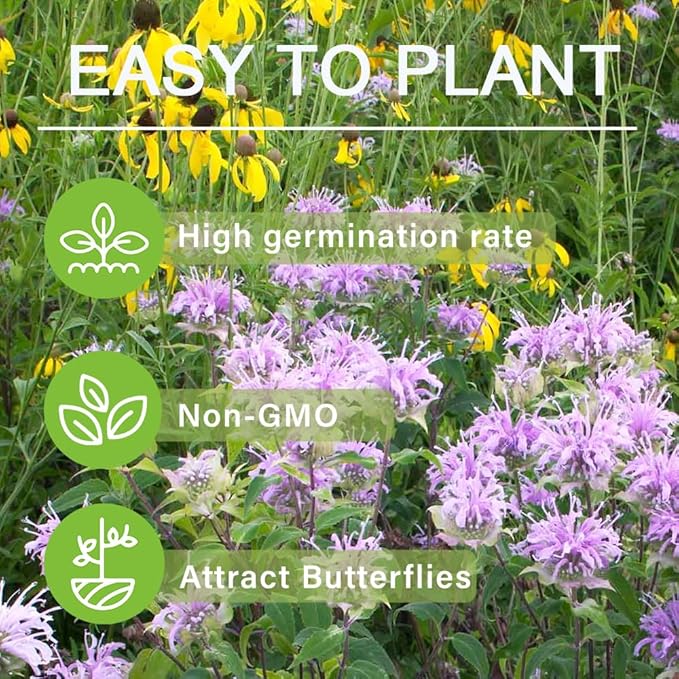 1000+ Seed Bee Balm Seeds for Planting Outdoor - Heirloom Non-GMO Ornamental Bee Balm Plant Beautiful Perennial Flower Seeds in Your Home Garden