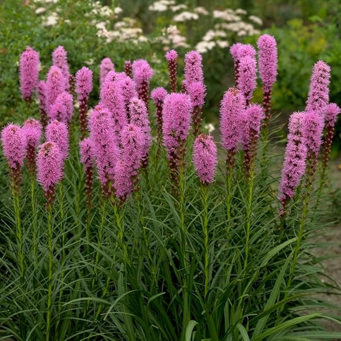 Complete Perennial Pollinator Flower Bulb Garden - 30 Bulbs for 50 Days of Continuous Blooms (Summer Color from July Through October) - Easy to Grow Summer Planting Bulbs by Willard & May