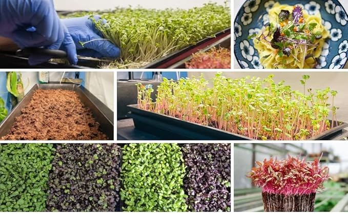 BeGrit 1020 Mesh Bottom Trays for Soil Blocking, Seedling Starter, Microgreen Plant Seed Tray 10'' x 21'' 10-Pack