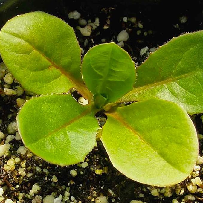 Seed Needs Chicory Seeds for Planting Cichorium intybus - Heirloom & Open Pollinated Wildflowers to Grow a Butterfly Garden that Attracts Butterflies, Bees & Other Pollinators (5 Packs)