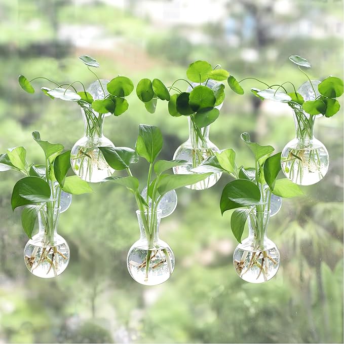 6 pcs Window Propagation Stations, Easy to Install Plant Propagation Bulbs with Suckion Cups, No Nails Wall Hanging Planter Propagation Station, Glass Plant Terrarium Vase