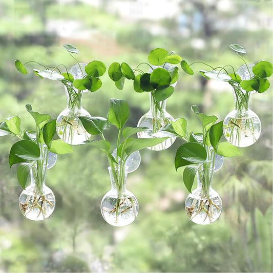 6 pcs Window Propagation Stations, Easy to Install Plant Propagation Bulbs with Suckion Cups, No Nails Wall Hanging Planter Propagation Station, Glass Plant Terrarium Vase