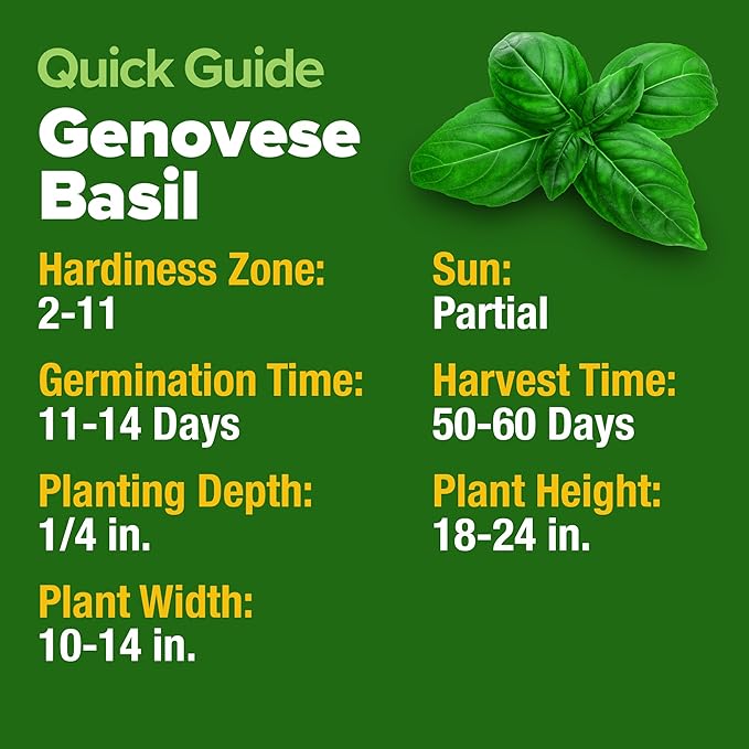 HOME GROWN Genovese Basil Seeds 2 Pack - 3500 Non GMO Heirloom Basil Seeds for Planting (Ocimum basilicum) - Herb Seeds for Indoor & Outdoor Gardening - Grow for Culinary Use