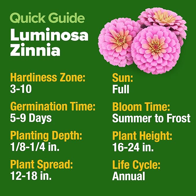 HOME GROWN Flower Seeds Giant (Zinnia Luminosa, 2-Pack)