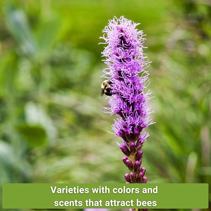 Sow Right Seeds - Bee Seed Collection for Planting - Bergamot, Gayfeather, Lavender and Lupine - Seed Kit for Pollinators - Non-GMO Heirloom with Instructions to Plant & Grow - Makes a Great Gift