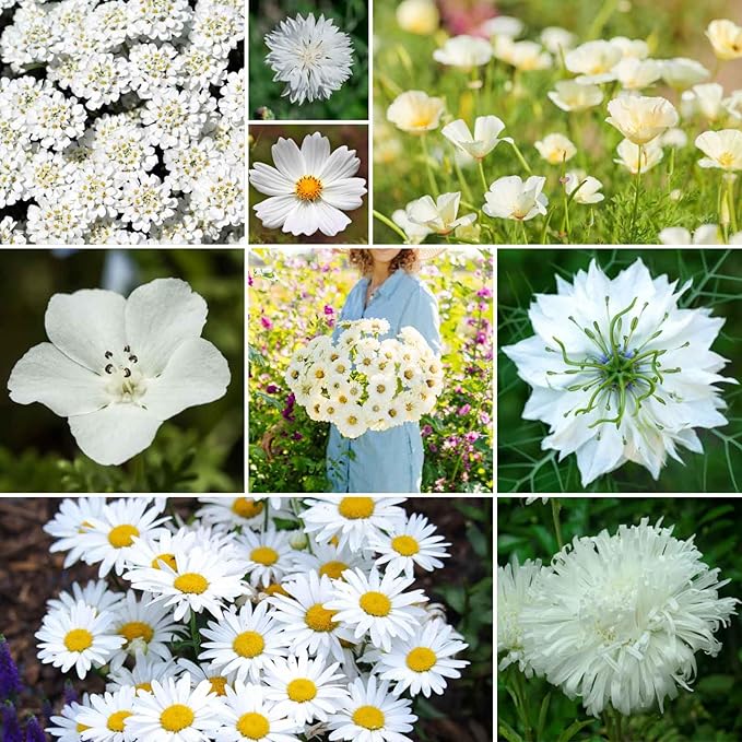 Eden Brothers Cloud 9 Flower Mixed Seeds for Planting, 5 lb, 2,400,000+ Seeds with White Candytuft, Cosmos Purity | Attracts Pollinators, Plant in Spring or Fall, Zones 3, 4, 5, 6, 7, 8, 9, 10