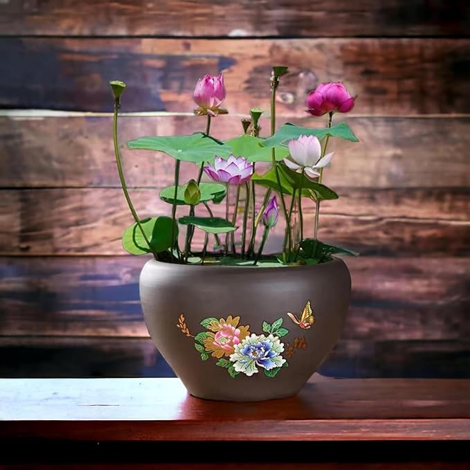 15 Lotus Seeds for Planting, Pack for 2026 USA Premium Non-GMO Seeds - Pink, Red & Green Color, Beautiful Water Plants for Indoor Bonsai, Outdoor Ponds and Gardens