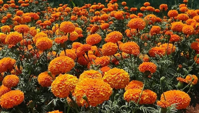 Black Duck Brand Set of 200 Cut Flower - Mixture Annual Flower Seed Packets - Perfect for Creating Your Dream Garden! - Includes 200 Packets of Cut Flower - Mixture Seeds!