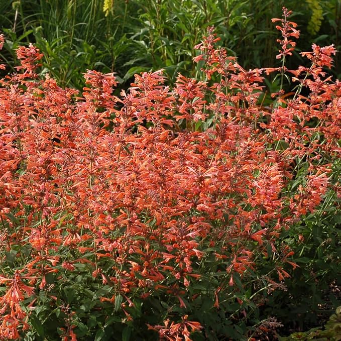 50+ Pink Hummingbird Mint Seeds for Planting, Agastache Seeds Perennial,Hyssop Seed Organic with Pink Spikes,Long Blooming Pollinator Plant for Hot Dry Gardens