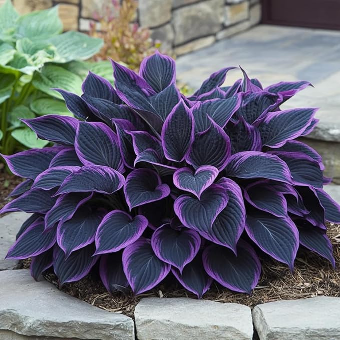 330+ Hosta Seeds for Planting - Perennial Hosta Seeds Outdoor Garden Attract Pollinators Perennial Bonsai Decoration