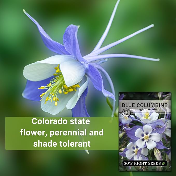 Sow Right Seeds - Blue Columbine Flower Seeds to Plant - Non-GMO Heirloom Packet With Instructions to Plant in Your Garden- Beautiful Perennial Flowers - Attract Hummingbirds, Bees and Butterflies (2)