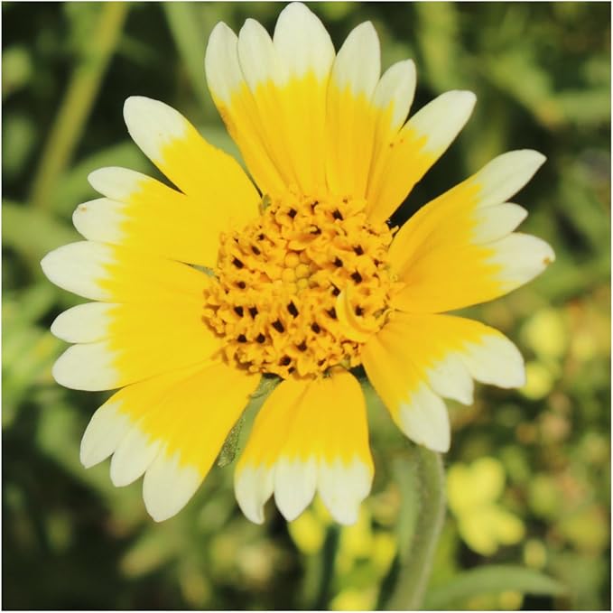 Seed Needs, Tidy Tips Seeds - 1,000 Heirloom Seeds for Planting Layia platyglossa - Annual Wildflower to Attract Butterflies, Honeybees, Bumblebees & Other Pollinators (1 Pack)