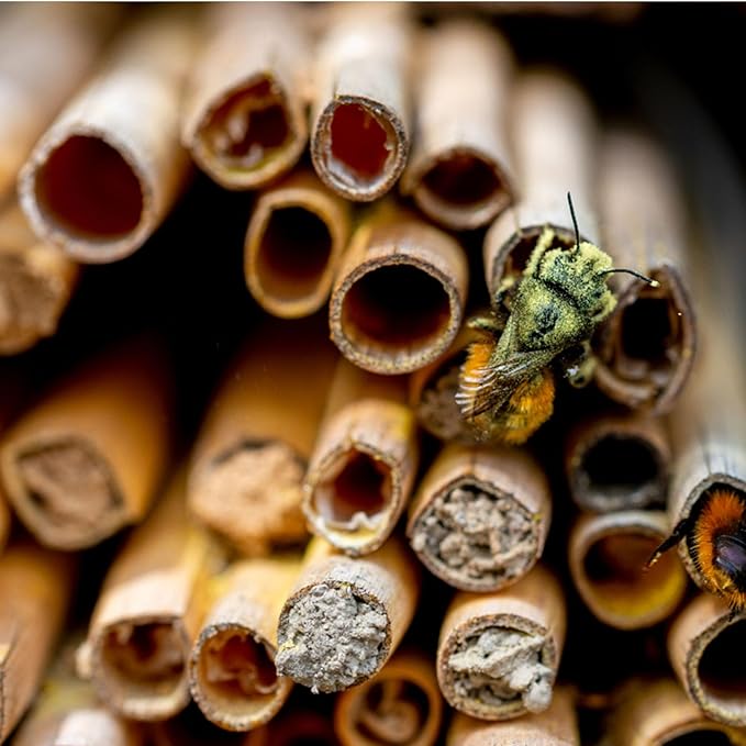 100PCS Mason Bee Tubes, Phragmite Reed Bee Tubes, Honeycomb Reed Tubes Bees House Nest for The Garden Pollinator House Gardening Gifts
