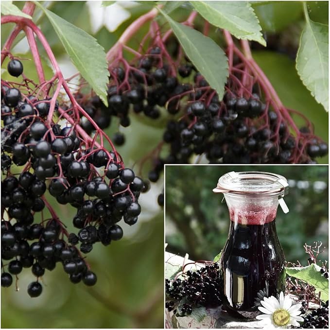 200+Elderberry Fruit Seeds - No GMO Heirloom Black Elderberry Seeds for Planting Outdoor