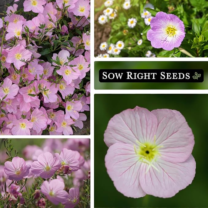 Sow Right Seeds - Showy Evening Primrose Flower Seeds for Planting - Non-GMO Heirloom Packet with Instructions - Native Wildflower for Pollinators - Perennial Pink Ladies, Mexican Evening Blooms (4)