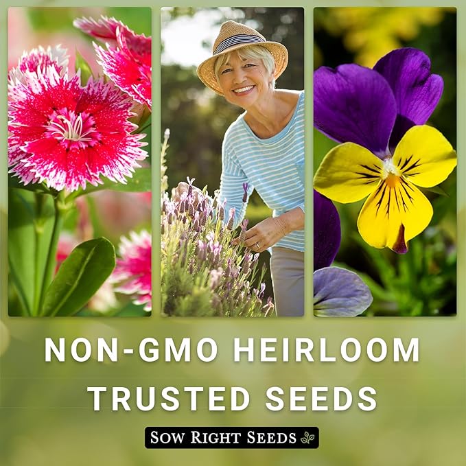 Sow Right Seeds - Blue Columbine Flower Seeds to Plant - Non-GMO Heirloom Packet With Instructions to Plant in Your Garden- Beautiful Perennial Flowers - Attract Hummingbirds, Bees and Butterflies (3)