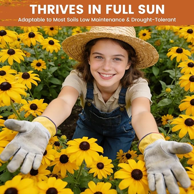 Black Eyed Susan Seeds for Planting | 30,000+ Heirloom Seeds, Non-GMO Flower Seeds for Garden, Borders & Containers | Sunflower Companion Wildflower Seeds to Attract Pollinators