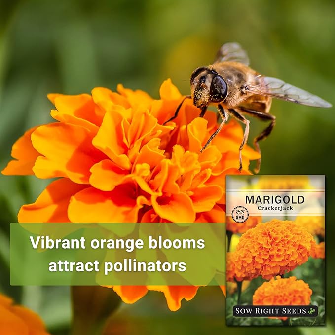 Sow Right Seeds Crackerjack African Marigold Seeds for Planting - Non-GMO Heirloom Seed Packet with Instructions - Companion Plant - Orange & Yellow Blooms Attract Pollinators, Deter Mosquitoes (2)
