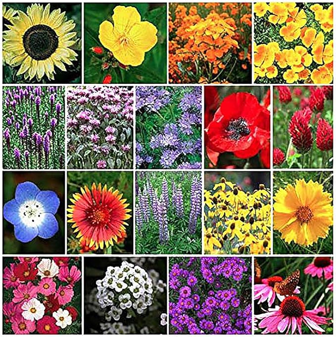 Pollinator Attracting Wildflower Seeds - Attracts Bees, Butterflies, and Other Beneficial Insects