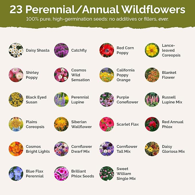 Eden Brothers Massachusetts Wildflower Mixed Seeds for Planting, 1 lb, 480,000+ Seeds with Catchfly, Sweet William | Attracts Pollinators, Plant in Spring or Fall, Zones