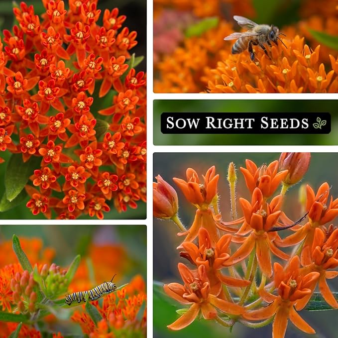 Sow Right Seeds Butterfly Milkweed Seeds - Attract Monarch And Other Butterflies to Your Garden - Non-GMO Heirloom Seed Packet With instructions for Planting - Perennial Host Plant for Pollinators (1)