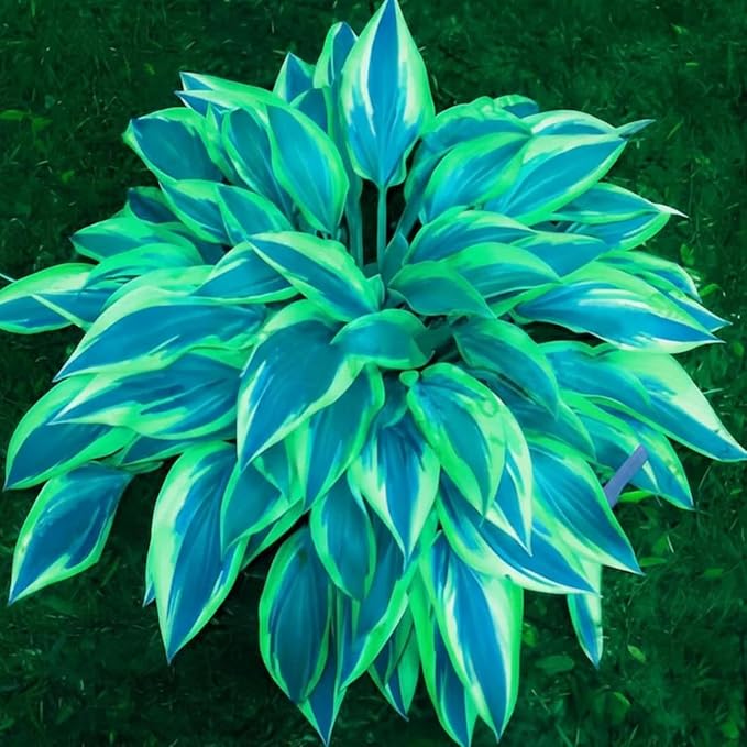 200+ Hosta Seeds Perennial Hosta Seeds for Planting Outdoor Garden Attract Pollinators Perennial Bonsai Decoration