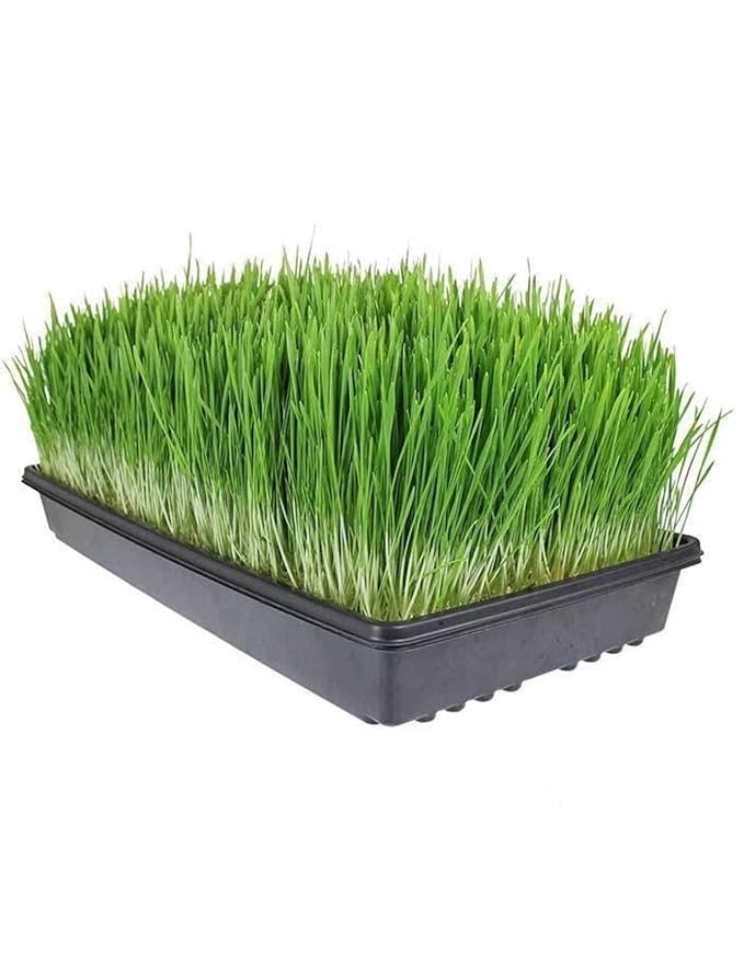 Living Whole Foods 10 Pack of Durable Black Plastic Growing Trays (Without Drain Holes) 21" X 11" X 2" - Flowers, Seedlings, Plants, Wheatgrass, Microgreens & More