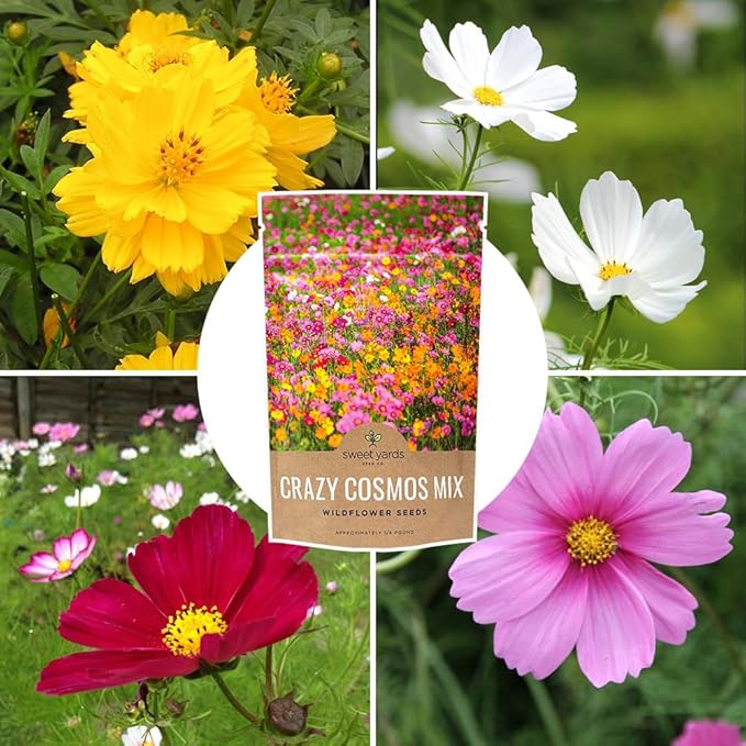 Cosmos Seeds Wildflower Mixture - Bulk Quarter Pound Bag - Over 20,000 Seeds - Pink, Yellow, Orange, Red, Purple and White Mixed Species!