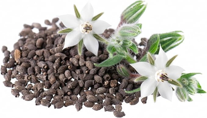 Seed Needs Borage Seeds for Planting White Borago officinalis Starflower - Non-GMO Heirloom & Untreated Herb Seed to Plant and Grow an Outdoor Home Grown Garden (5 Packs)