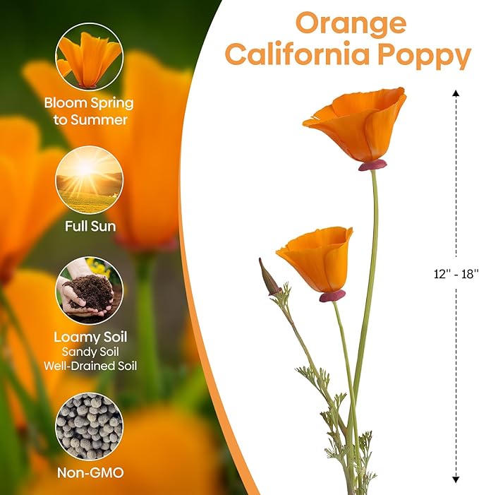 California Poppy Seeds, 1 Ounce Over 20000+ Seeds, Non-GMO | Heirloom | Sourced from USA- Eschscholzia Californica, USDA Zone 5-10