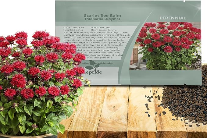Outsidepride Scarlet Bee Balm Seeds - 500 Pcs Perennial, Easy to Grow & Pollinator Friendly Monarda Didyma Flower Seeds for Planting Mint Scented Leaves & Edible Blooms, Ideal for Teas & Potpourri