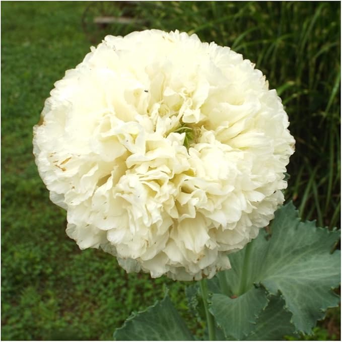 Seed Needs Cream Peony Poppy Seeds for Planting Poppies - Heirloom & Open Pollinated Soft White Flowers to Attract Butterflies & Pollinators to a Butterfly Garden (5 Packs)