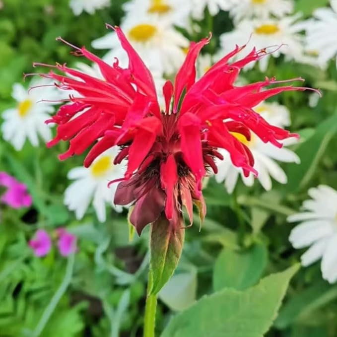 500 Bee Balm Flower Seeds – Bright Red Perennial Blooms for Pollinator-Friendly Gardens