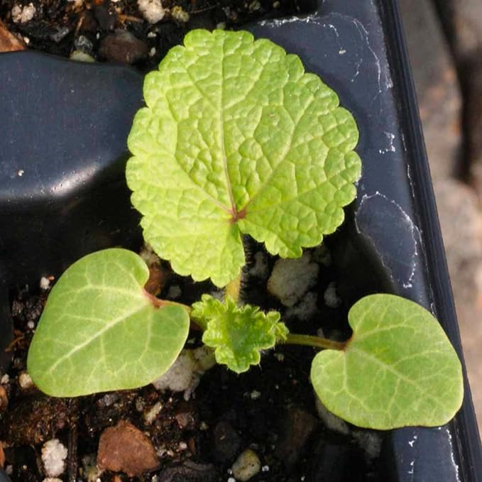Seed Needs, Mixed Carnival Hollyhock Seeds - Heirloom Seeds for Planting Alcea rosea - Biennial Wildflower that Attracts Pollinators to the Garden (2 Packs)