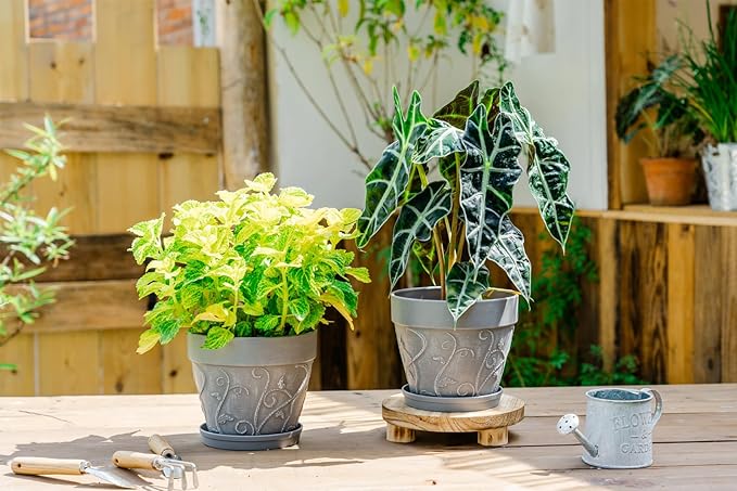 Melphoe Plant Pots Indoor with Drainage & Saucer, 2Pack 7 inch Flower Pots Outdoor Planters for Indoor Plants Garden Home Decor Cactus Succulent, Rigid Plastic (Imitation-Terracotta) Vine-Embossed