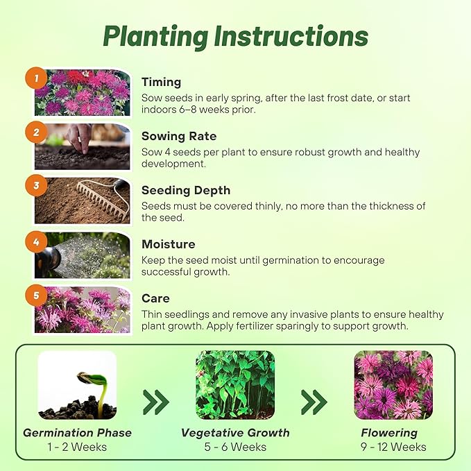 Outsidepride Bee Balm Mix Seeds - 1000 Pcs Perennial, Easy to Grow & Pollinator Friendly Monarda Didyma Flower Seeds for Planting Mint Scented Leaves & Edible Blooms, Ideal for Teas & Potpourri