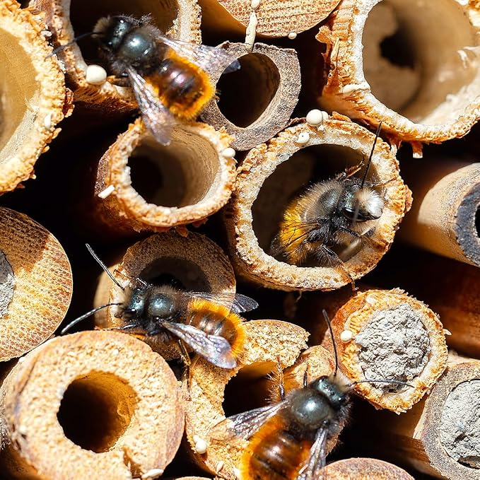 Mipcase Natural Reed Bee Tubes 200Pcs Mason Bee House Tubes Replacement Nest Liners for Pollination Breeding and Beekeeping Supplies