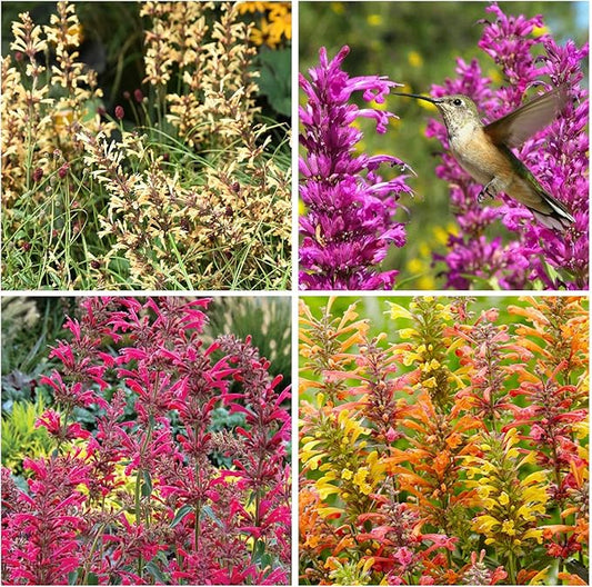 50+ Perennial Arizona Sandstone Hummingbird Mint Flower Seeds for Planting Outdoor- Rare Agastache Seeds Garden Home Plant Non-GMO