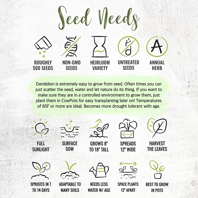 Seed Needs Dandelion Seeds for Planting Traxacum officinale - Non-GMO Heirloom & Untreated Garden Seed to Plant Dandelions for Herbal Uses & Edible Salads (5 Packs (2,500 Seeds))
