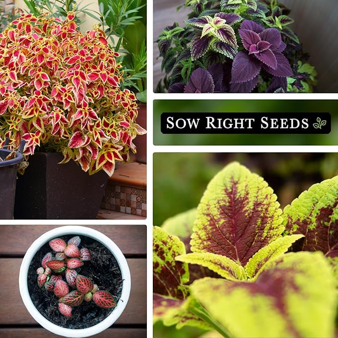 Sow Right Seeds - Coleus Rainbow Mix Seeds for Planting - Beautiful Flowers to Plant in a Home Garden - Indoors or Outdoors - Non-GMO Heirloom Seeds - Attractive & Colorful - Great Gardening Gift (3)