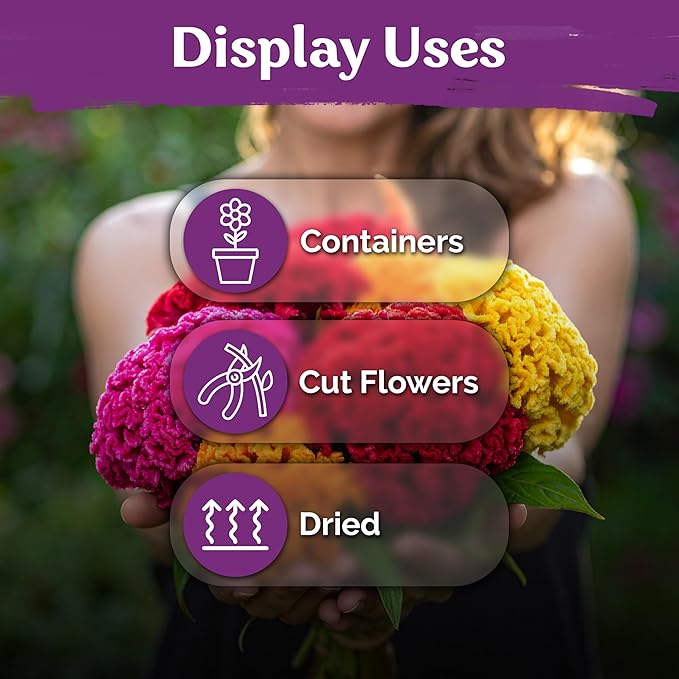KVITER 500 Dwarf Mix Cockscomb Seeds for Planting (Celosia argentea) – Woolflower Rooster Comb Celosia Seeds for Planting Flowers – Heirloom Flowers Plant Seed Mix Garden Container Flower Beds Outdoor