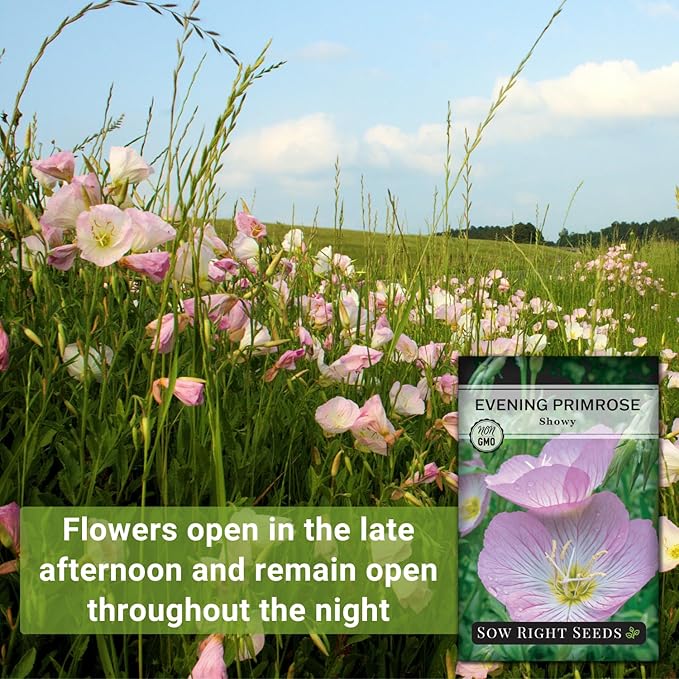 Sow Right Seeds - Showy Evening Primrose Flower Seeds for Planting - Non-GMO Heirloom Packet with Instructions - Native Wildflower for Pollinators - Perennial Pink Ladies, Mexican Evening Blooms (3)